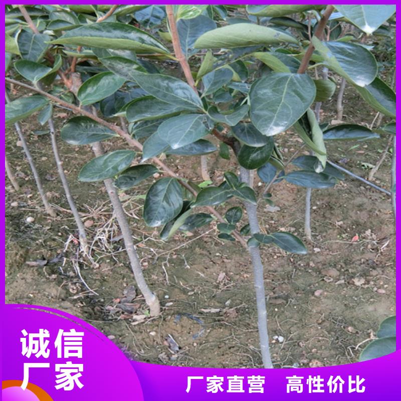 柿子花椒苗精工细致打造