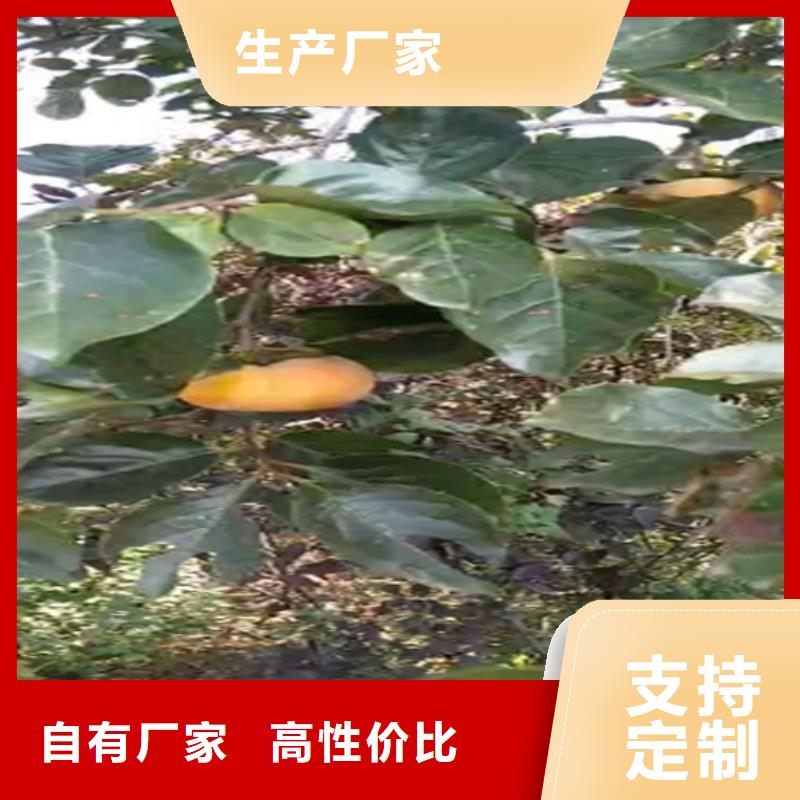 柿子梨树苗多年实力厂家