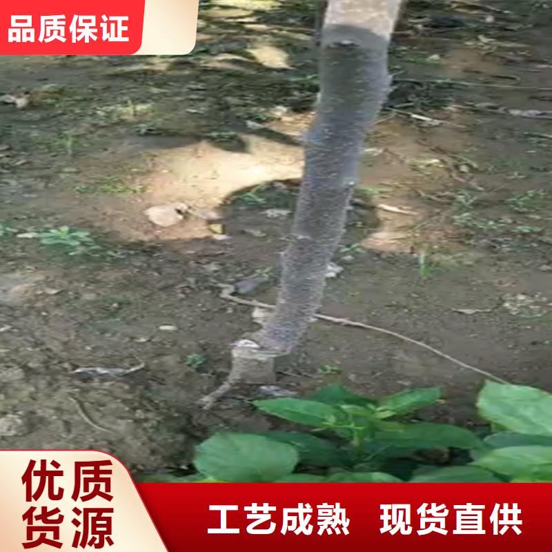 柿子_3公分石榴苗好产品好服务