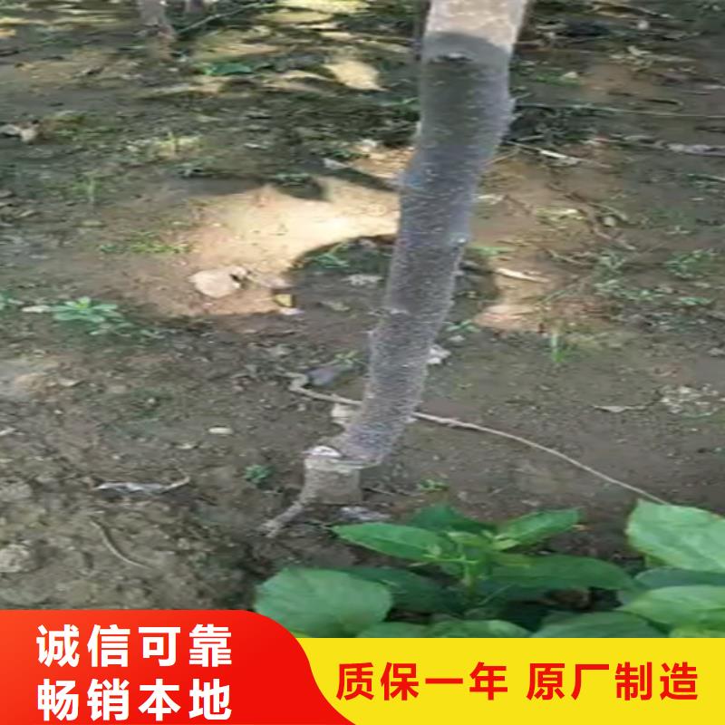 柿子_梨树苗细节决定成败