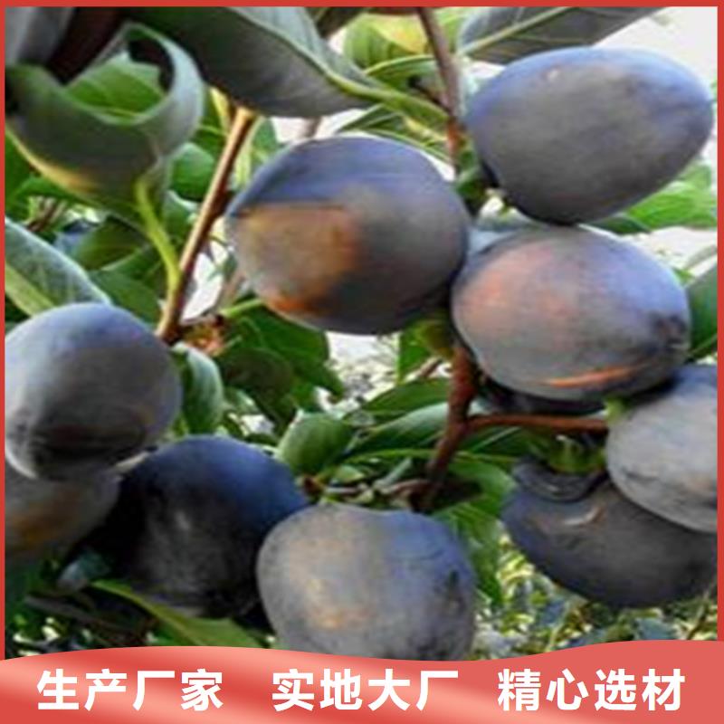 柿子_梨树苗细节决定成败