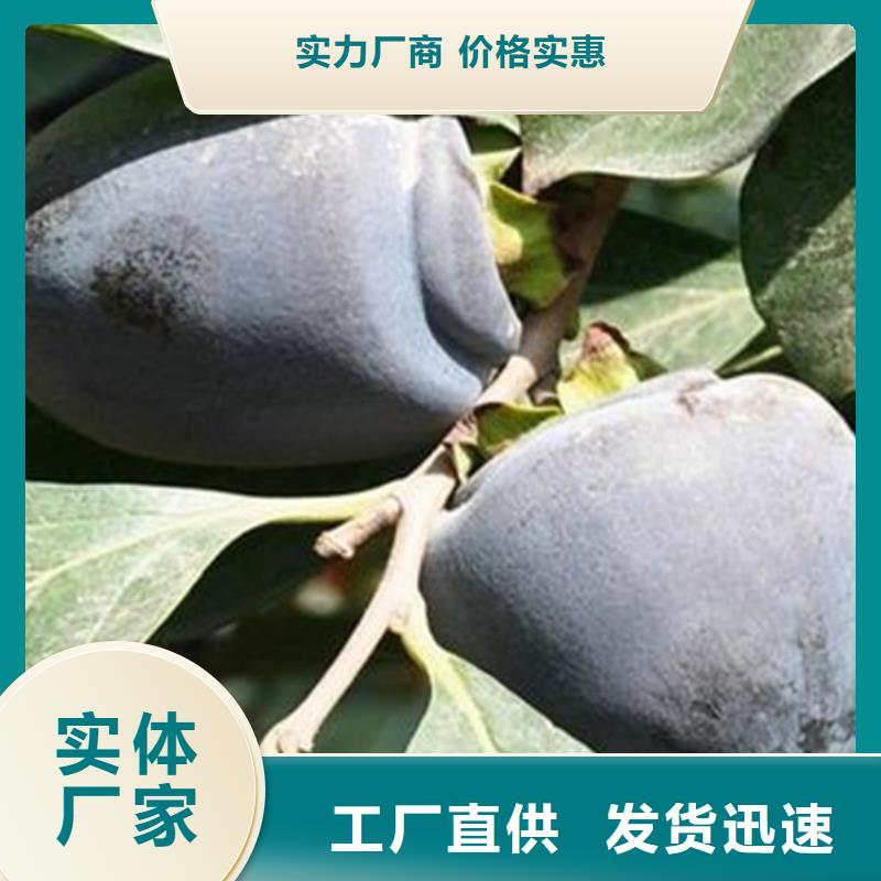 柿子_梨树苗细节决定成败