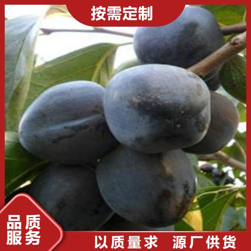 柿子_梨树苗细节决定成败