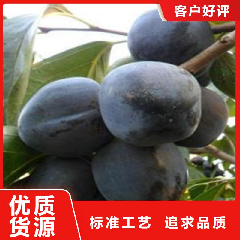 柿子梨树苗可接急单