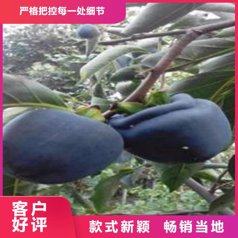 柿子_梨树苗细节决定成败