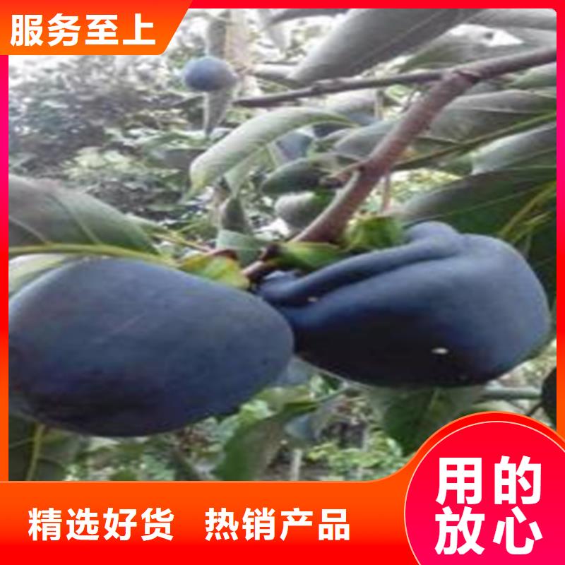 柿子梨树苗可接急单