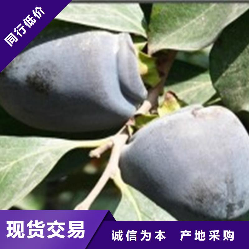 柿子_梨树苗细节决定成败