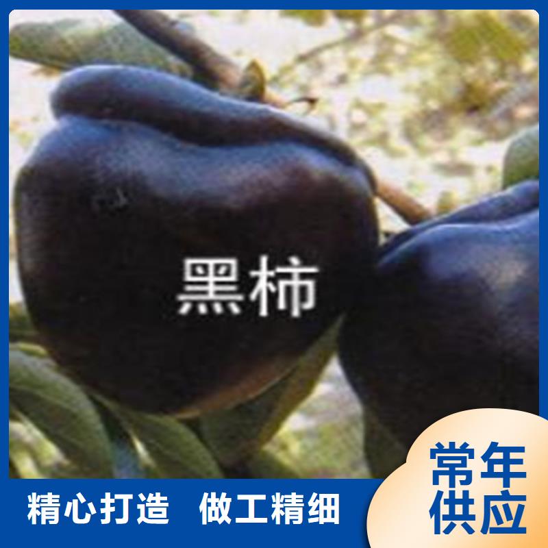柿子_梨树苗细节决定成败