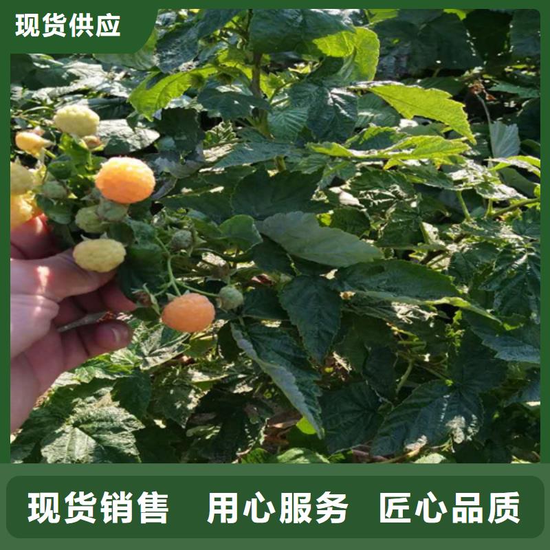 树莓石榴树满足多种行业需求