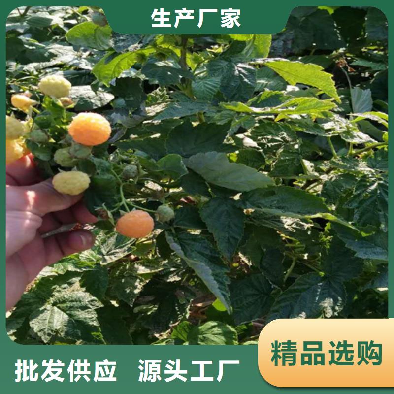 【树莓樱桃苗生产加工】