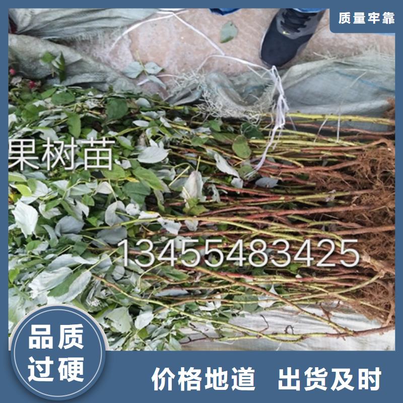 树莓梨树苗优选厂商
