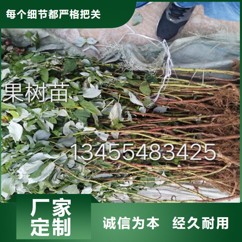 【树莓樱桃苗生产加工】