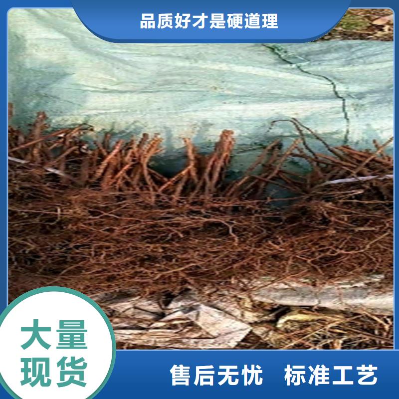 树莓_杏树苗欢迎新老客户垂询