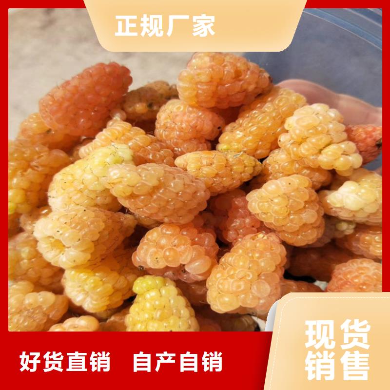 树莓樱桃苗好货有保障