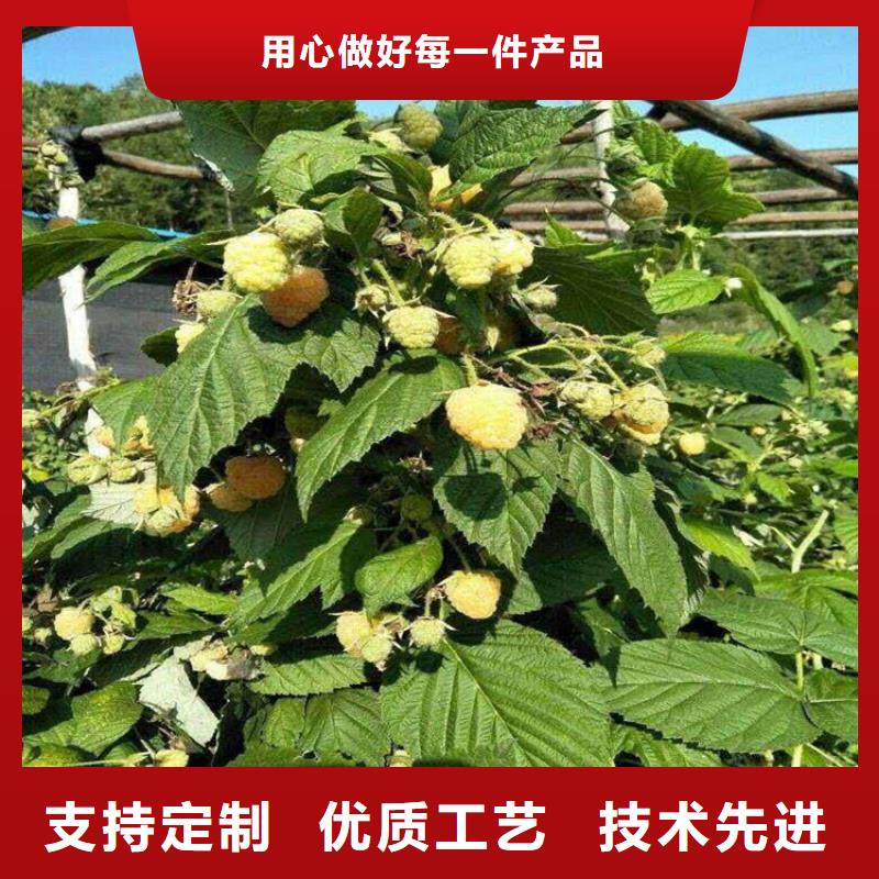 树莓苹果苗厂家直销大量现货