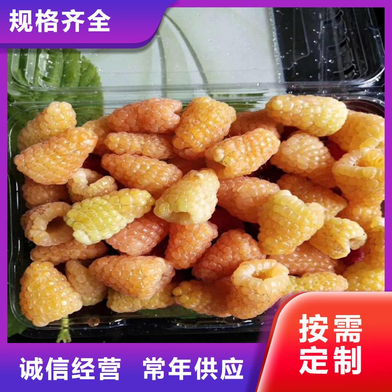 树莓苹果苗厂家直销大量现货