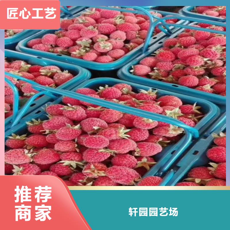 树莓_杏树苗欢迎新老客户垂询