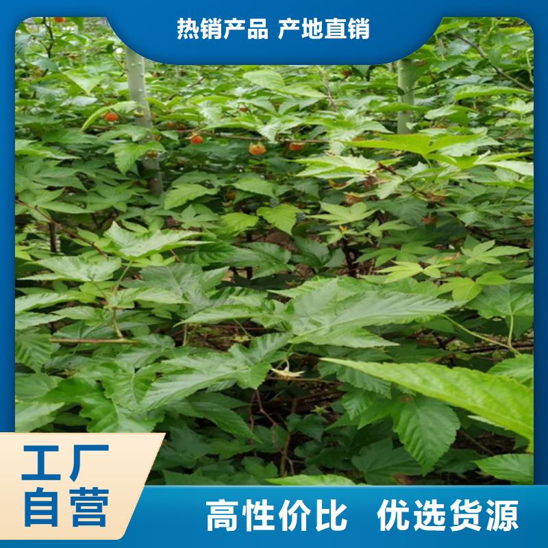 【树莓】_石榴苗每一处都是匠心制作