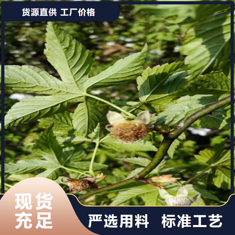 树莓_杏树苗欢迎新老客户垂询