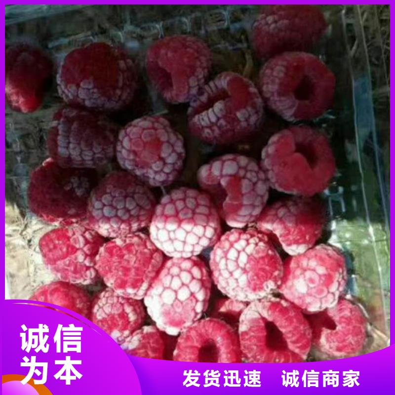 树莓樱桃苗设备齐全支持定制