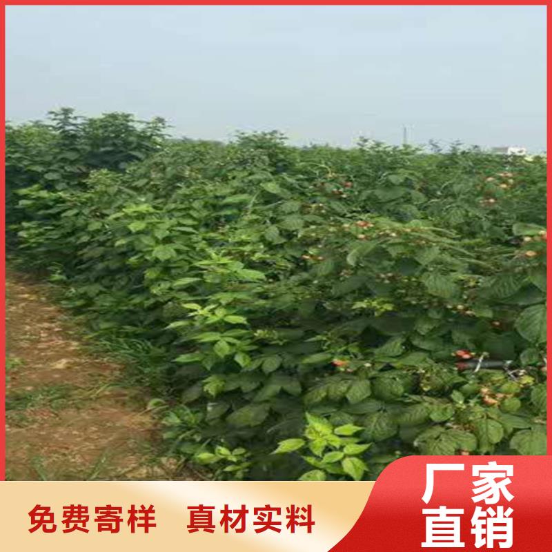 树莓樱桃苗设备齐全支持定制
