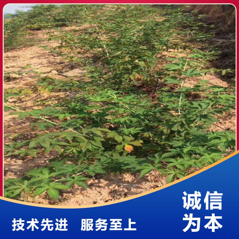 【树莓樱桃苗生产加工】