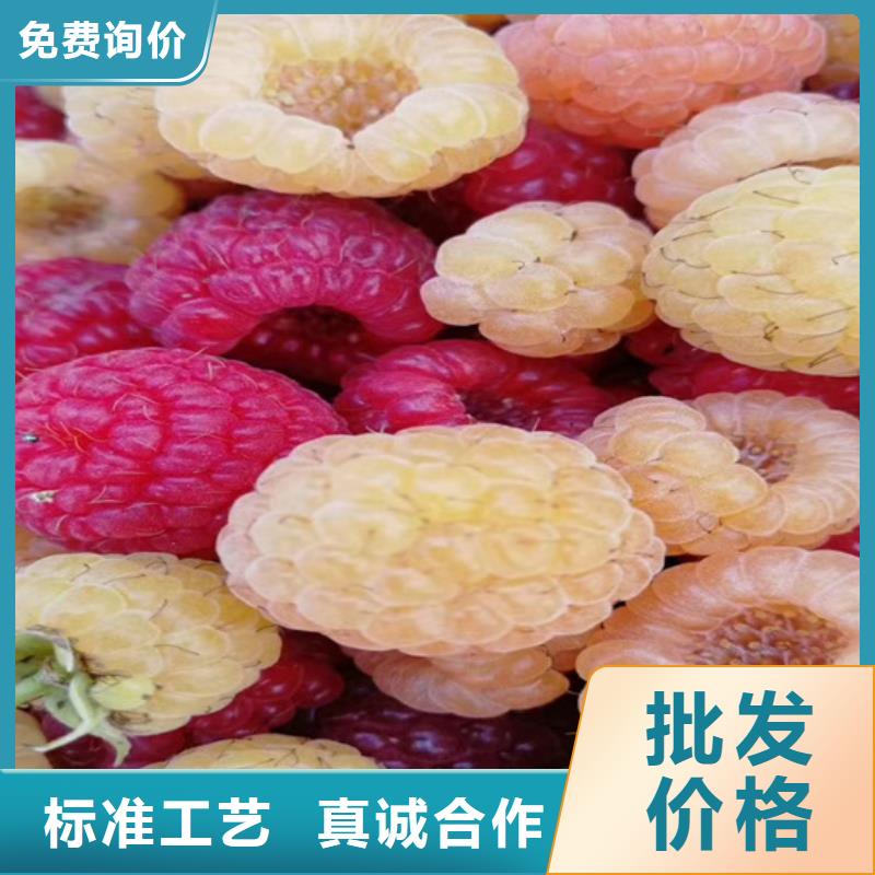 树莓石榴树满足多种行业需求