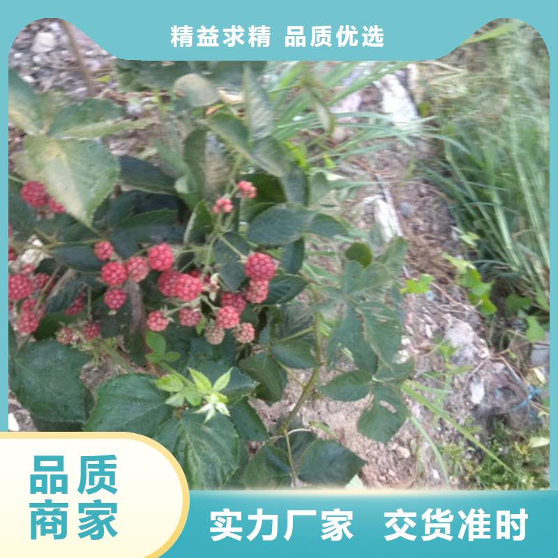 树莓樱桃苗设备齐全支持定制
