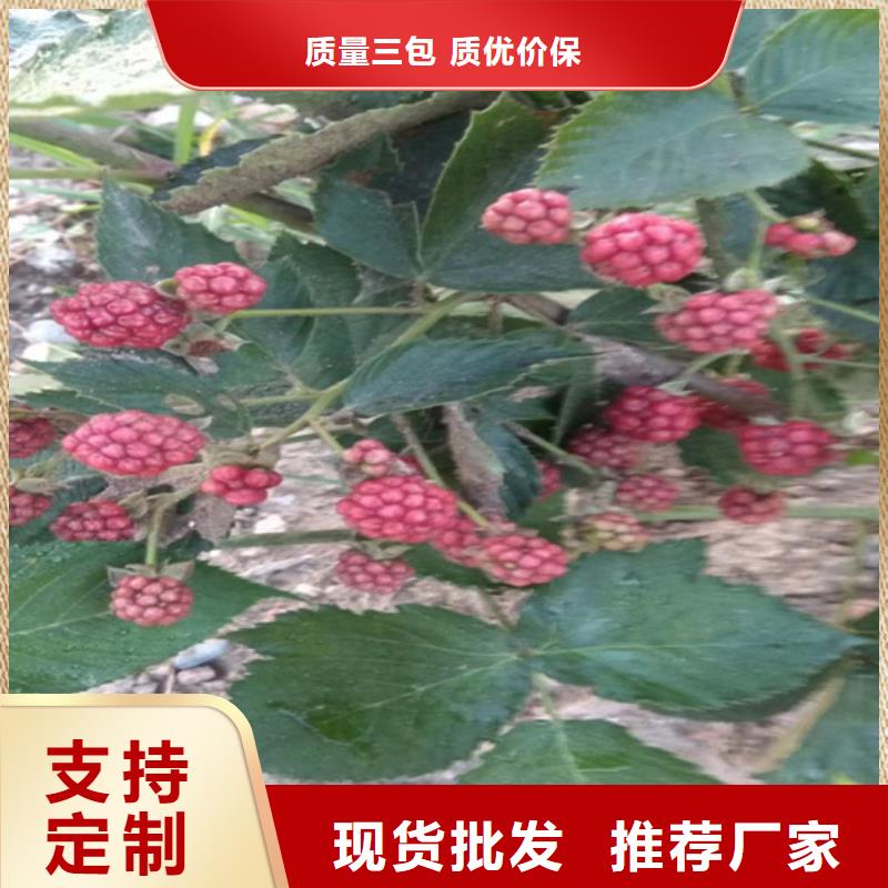 【树莓樱桃苗生产加工】