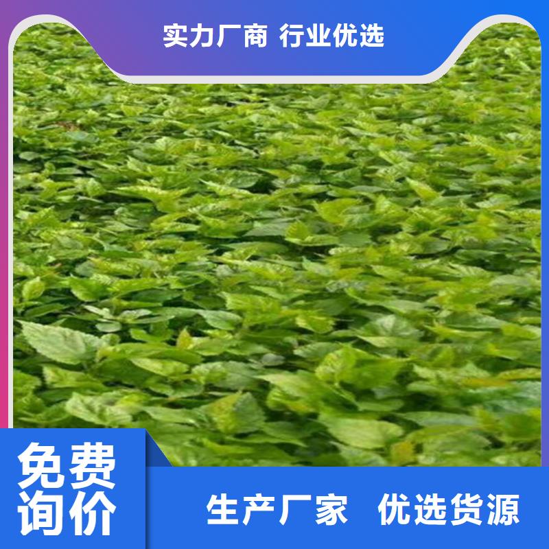 树莓梨树苗优选厂商