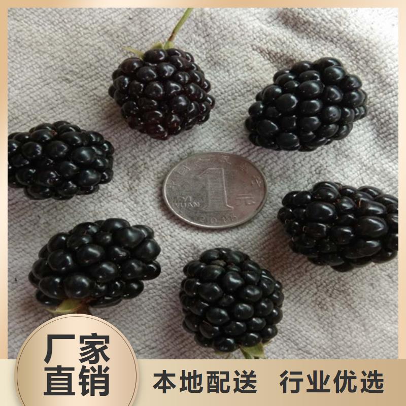 树莓李子苗超产品在细节