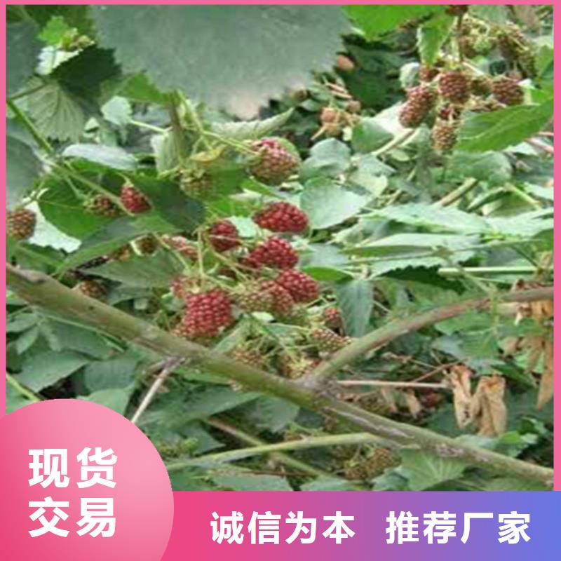 树莓-樱桃苗安装简单