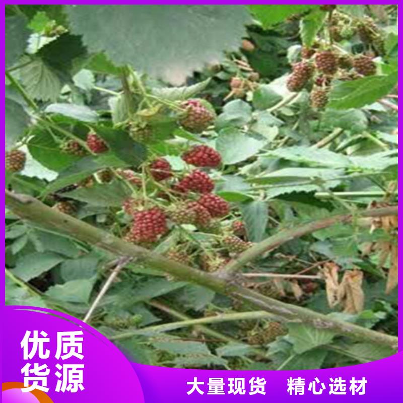 树莓梨树苗优选厂商