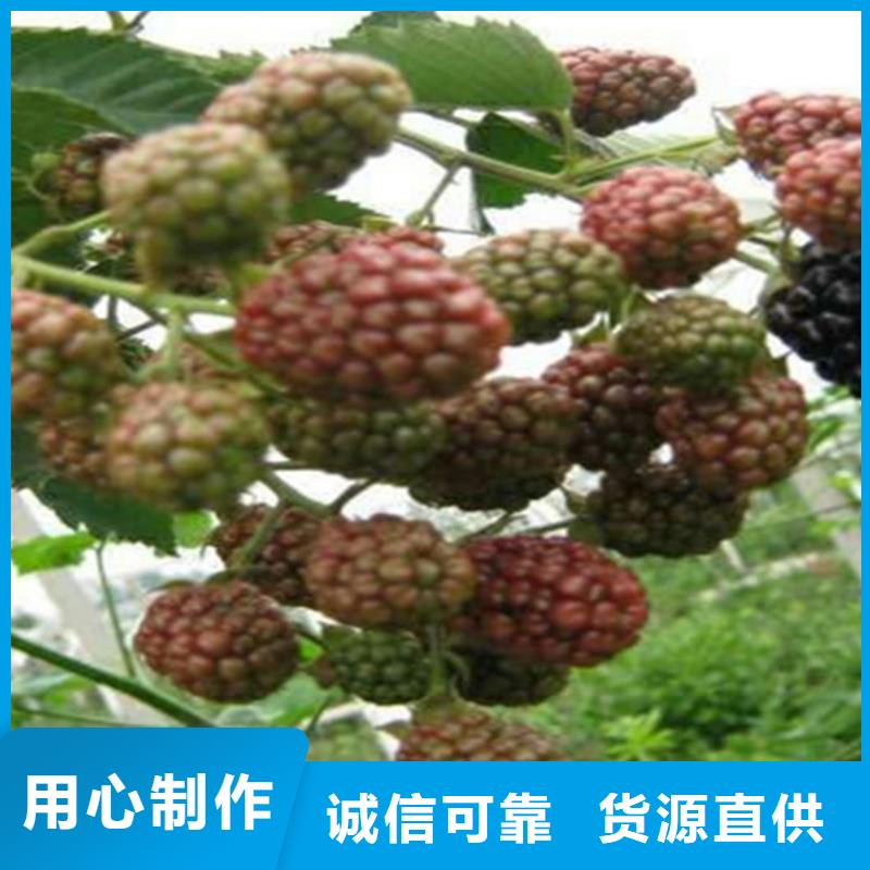 树莓苹果苗厂家直销大量现货