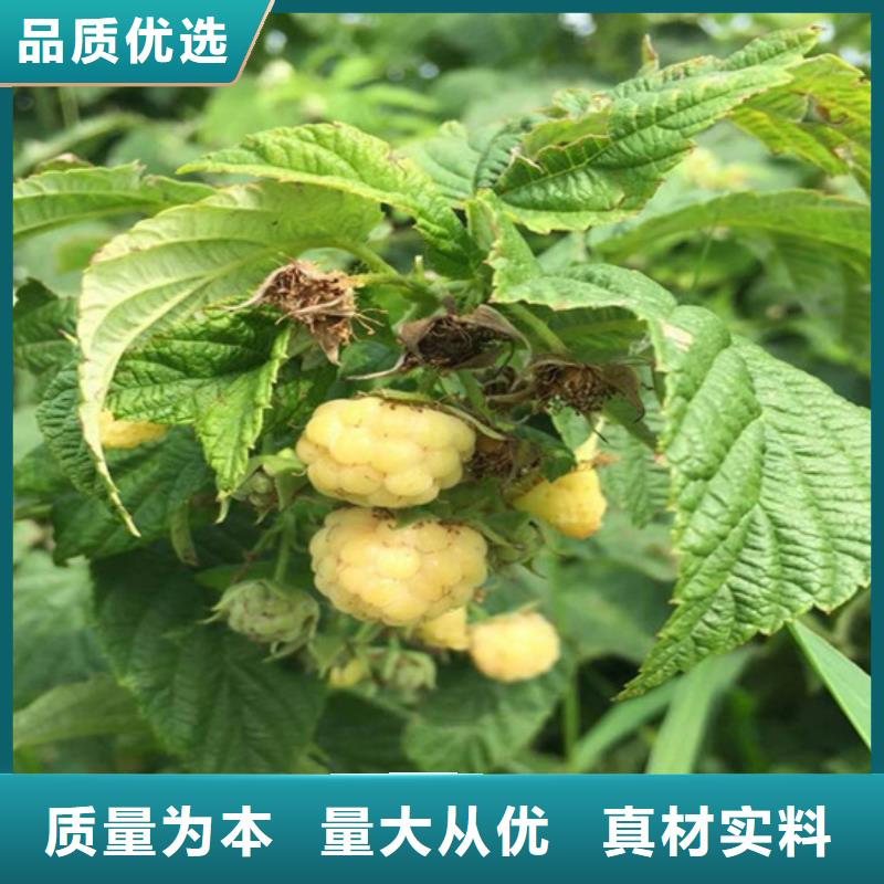 【树莓樱桃苗生产加工】