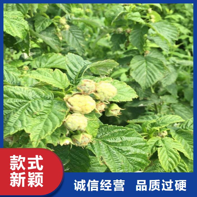 树莓-石榴树质量优价格低