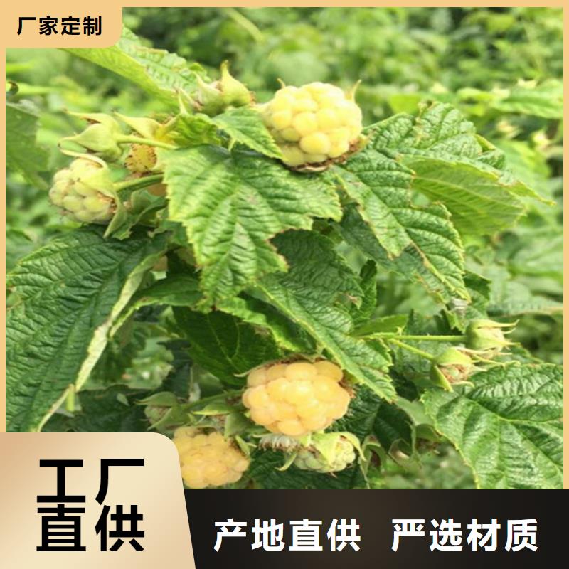 树莓苹果苗厂家直销大量现货
