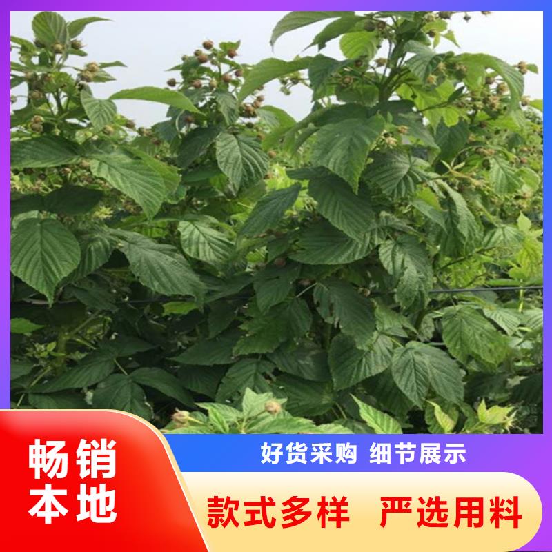 树莓梨树苗优选厂商