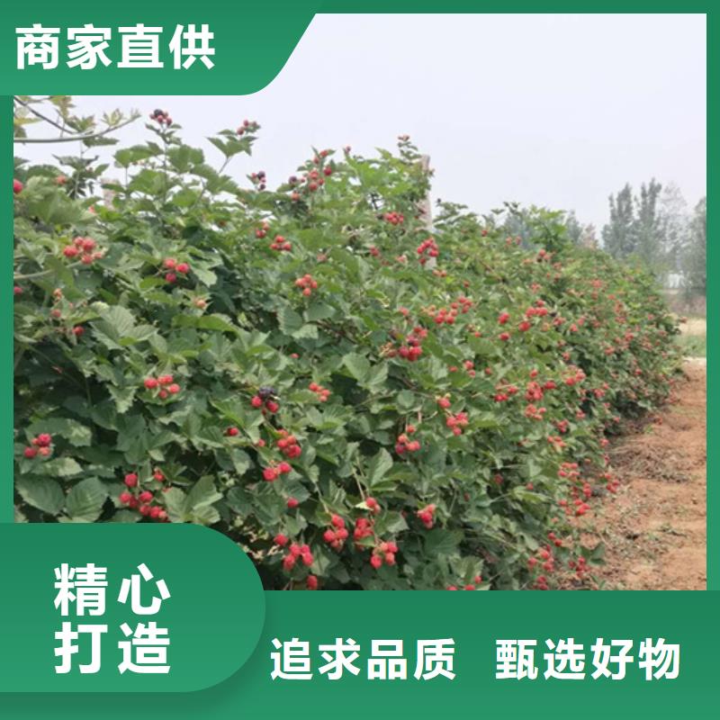 树莓-石榴树质量优价格低