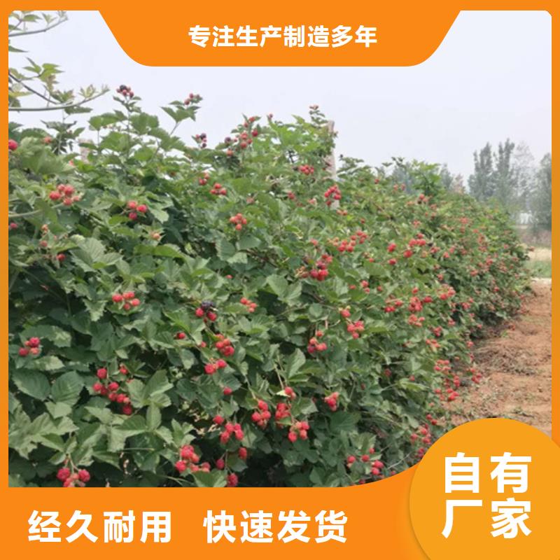 树莓樱桃苗好货有保障