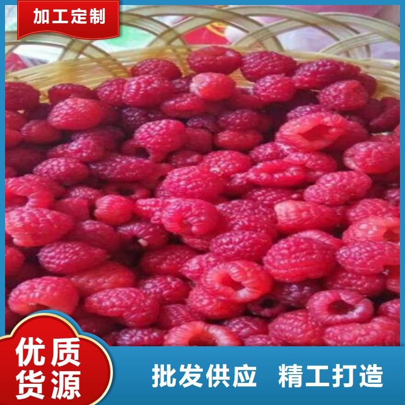 树莓樱桃苗设备齐全支持定制