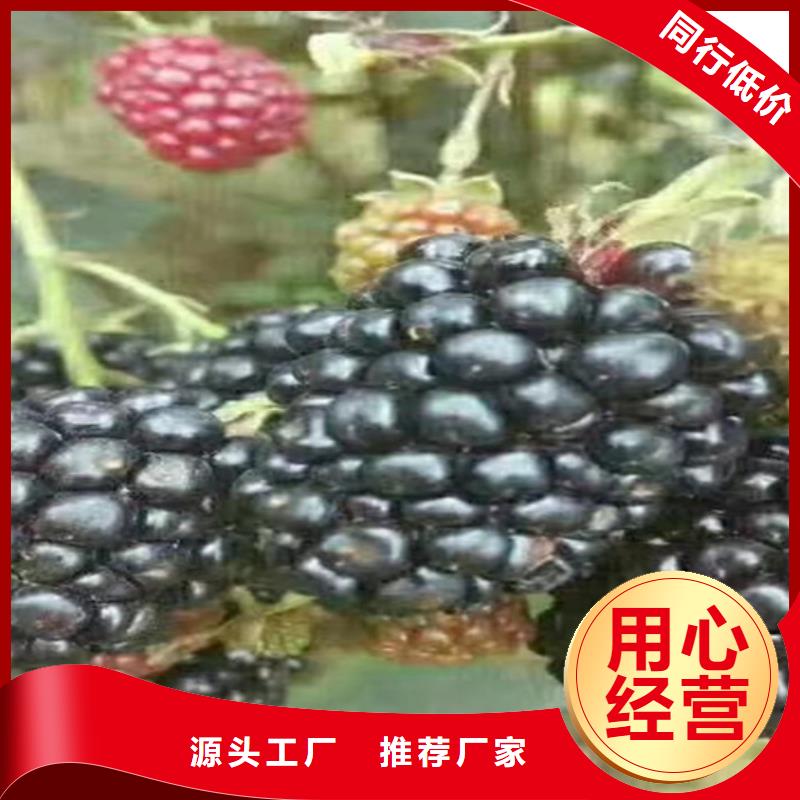 【树莓】_石榴苗每一处都是匠心制作