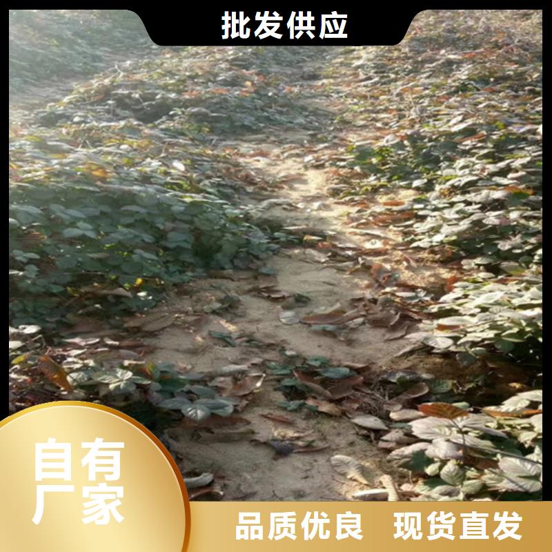 树莓樱桃苗好货有保障