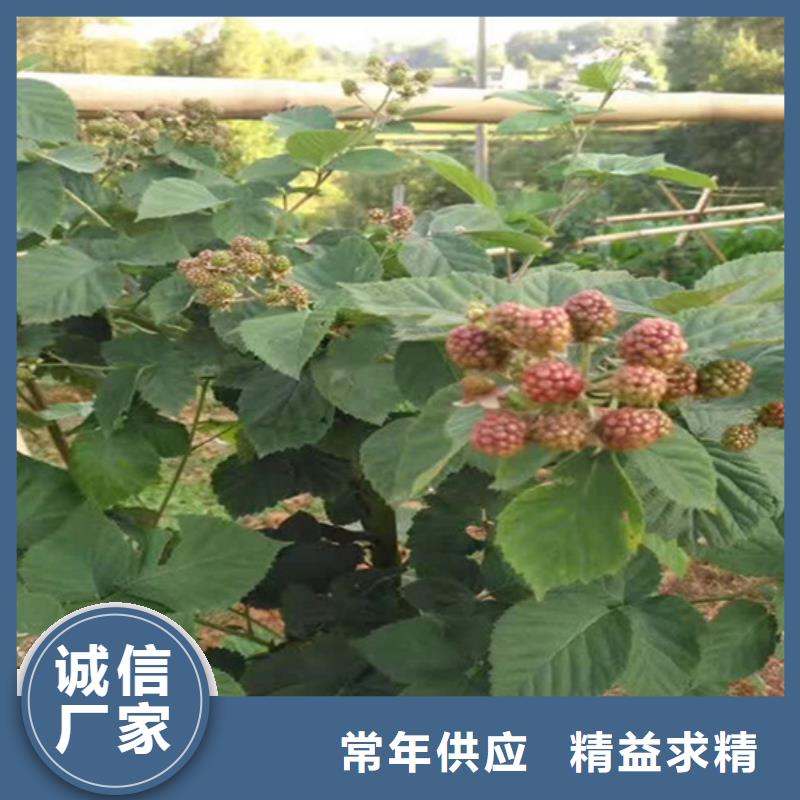 树莓-樱桃苗安装简单