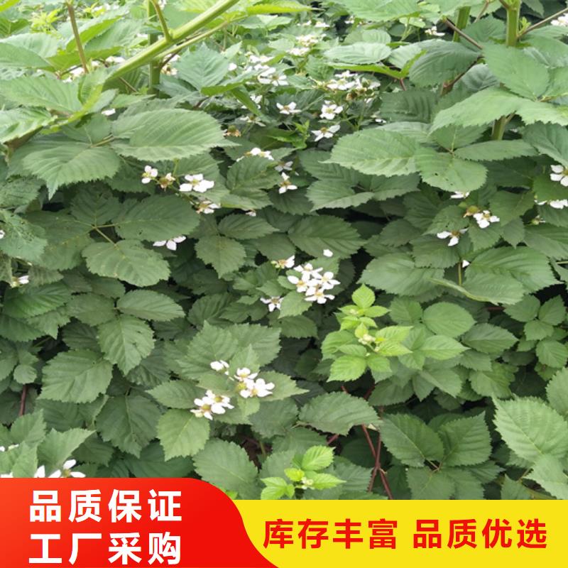 树莓,【蓝莓苗】您想要的我们都有