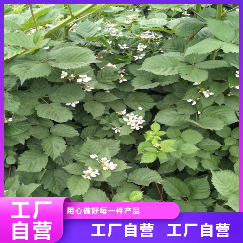 树莓苹果苗厂家直销大量现货