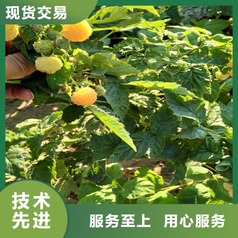 树莓-樱桃苗安装简单