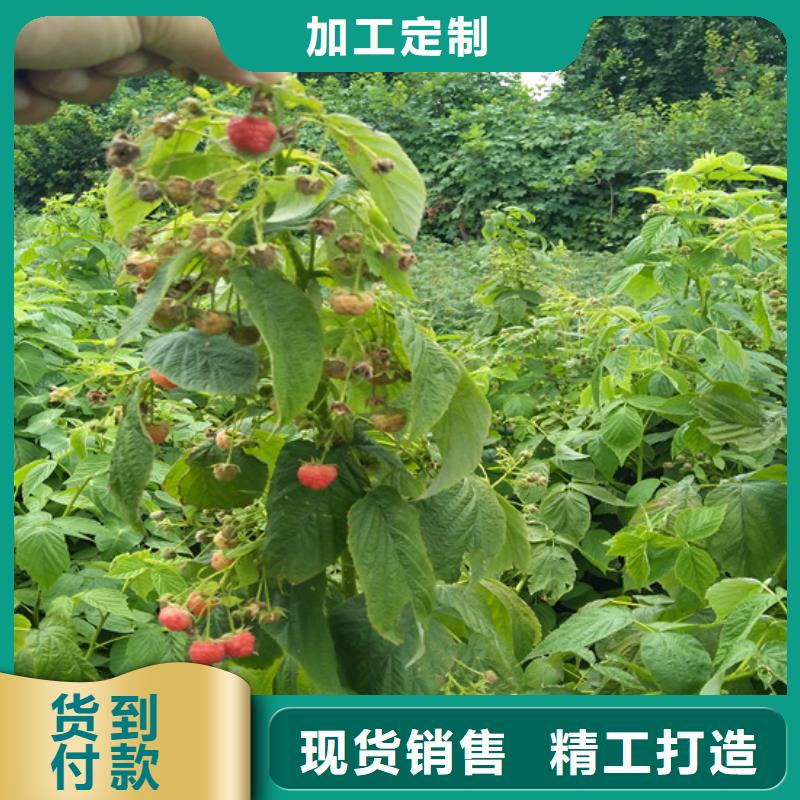 树莓,【蓝莓苗】您想要的我们都有