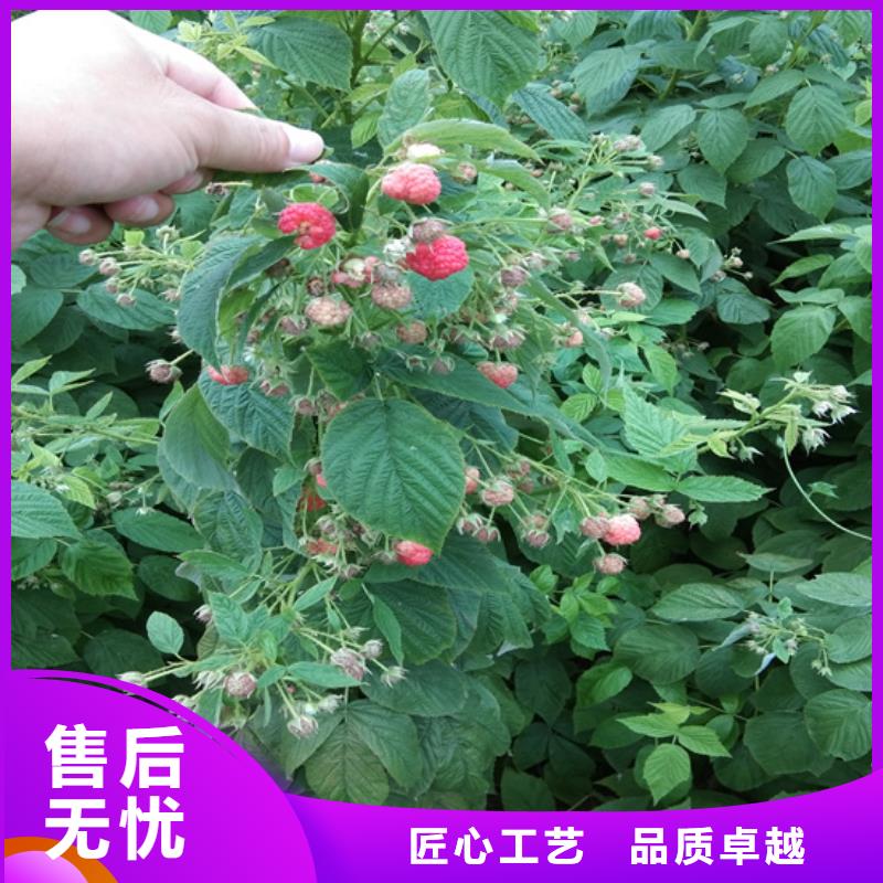 树莓-石榴树质量优价格低