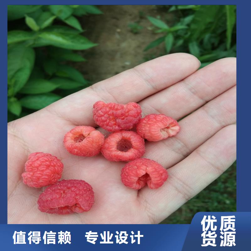 树莓梨树苗优选厂商